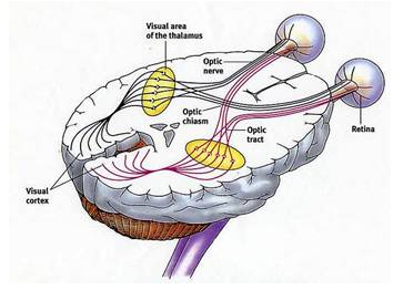 6ae01af45e3148378c381d251f4b6054.png